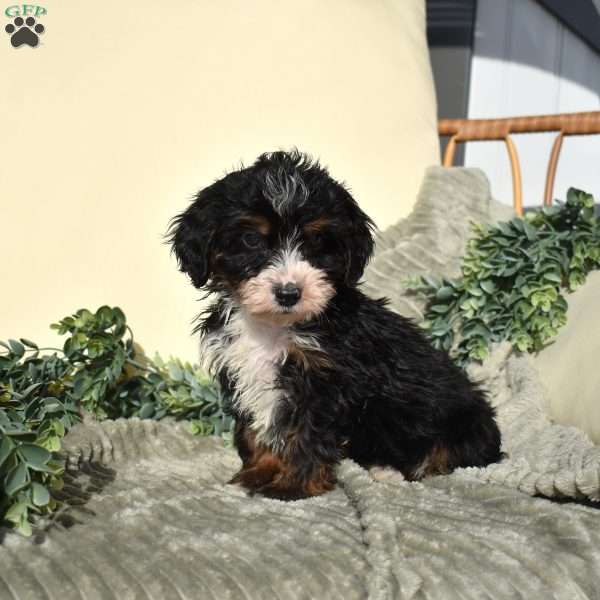 Flax, Mini Bernedoodle Puppy